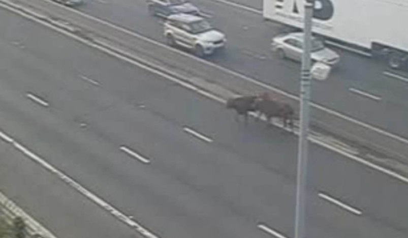 The bulls were on the loose at Junction 34 of the M1 near Sheffield 
